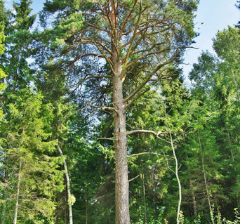 6_Užpelkių pušis.jpg